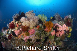 The reefs of southern komodo are amazingly vibrant and di... by Richard Smith 
